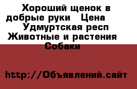 Хороший щенок в добрые руки › Цена ­ 10 - Удмуртская респ. Животные и растения » Собаки   